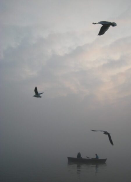 birds over ganges
