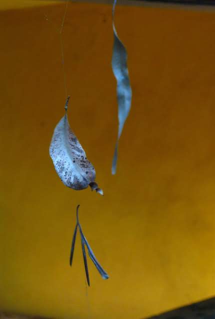 leaf on spiders web