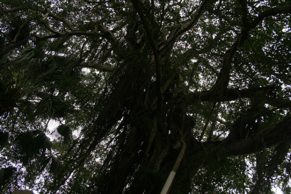 trees on gulangyu